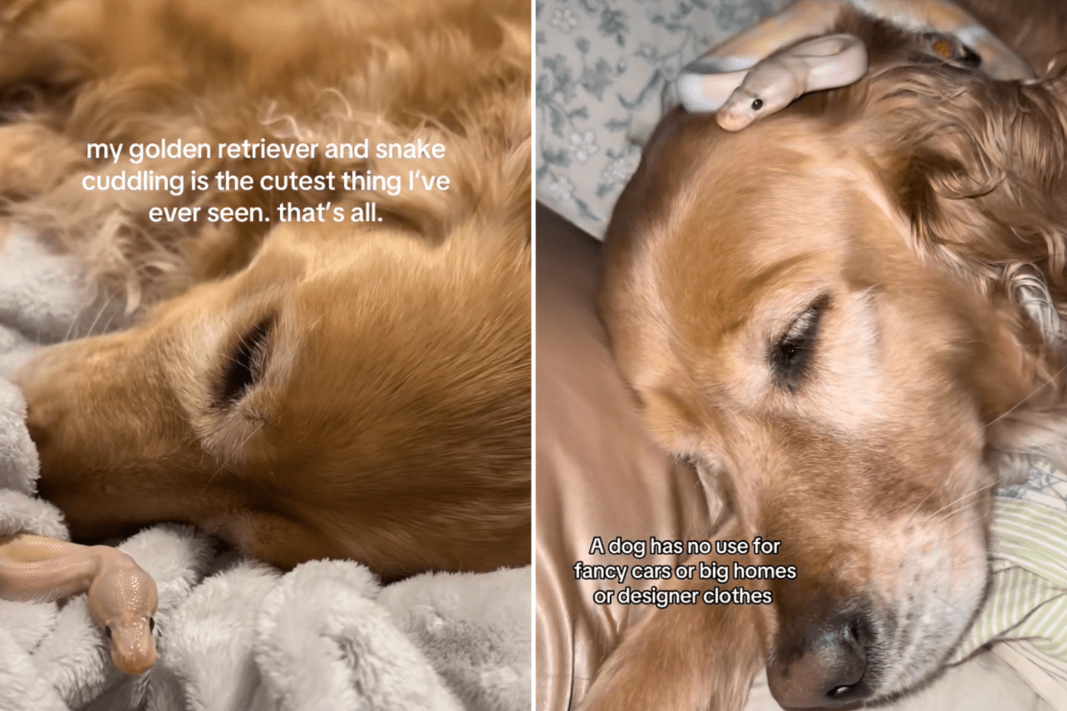 Golden Retriever Has Snake Sibling, Internet Obsessed With How They Cuddle