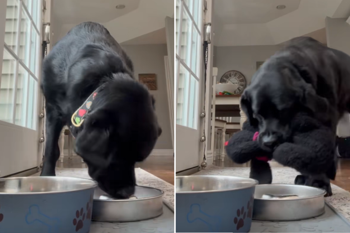 Labrador Tries to Feed Her Favorite Toy, Viewers Obsessed: 'Her Baby'