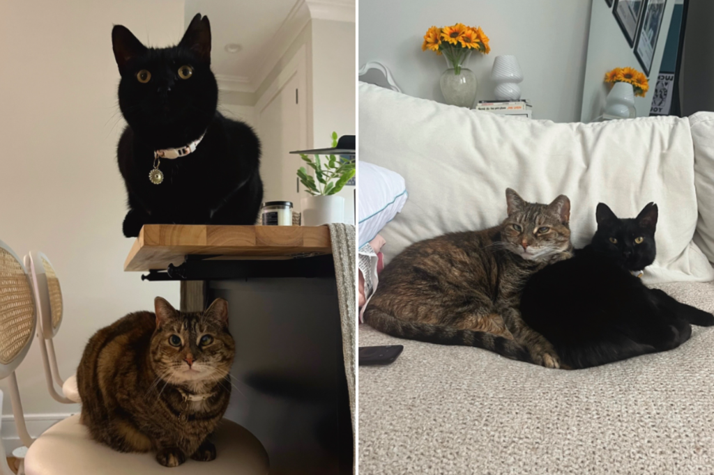 Rescue Cat Spends 2 Years in Shelter—Finally Gets Second Chance - Newsweek