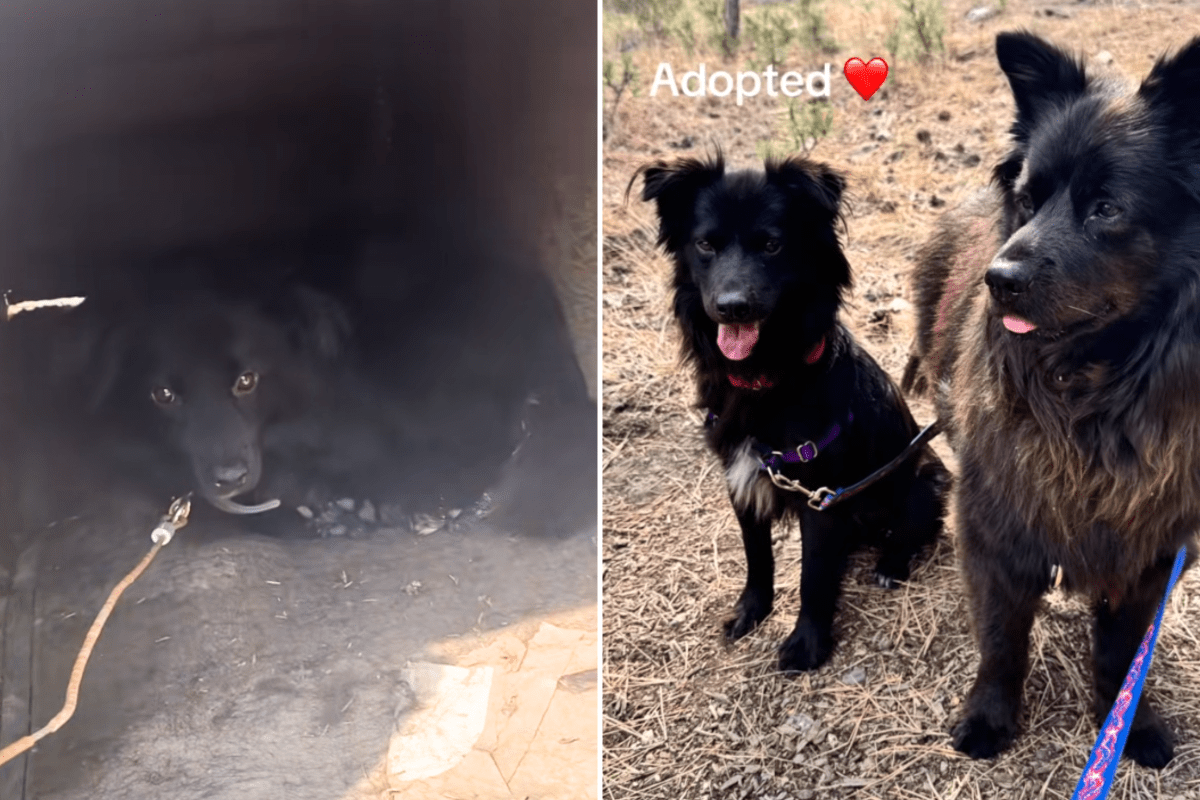 Hearts Break As Dog Fed by ‘Family’ Once Every 2 Weeks, Then It All Changes