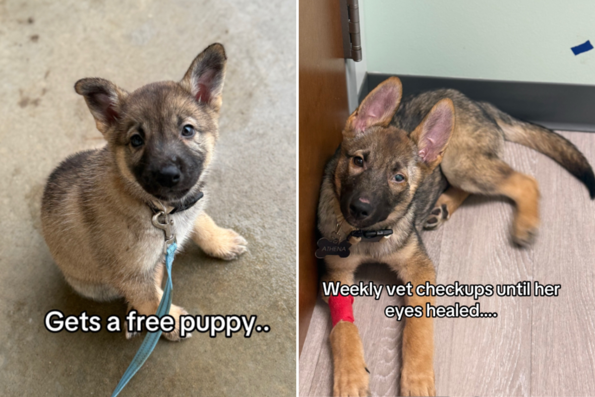 Owner Gets ‘Free’ Puppy—18 Weeks Later Has Spent Over $5,000 on Vet Bills