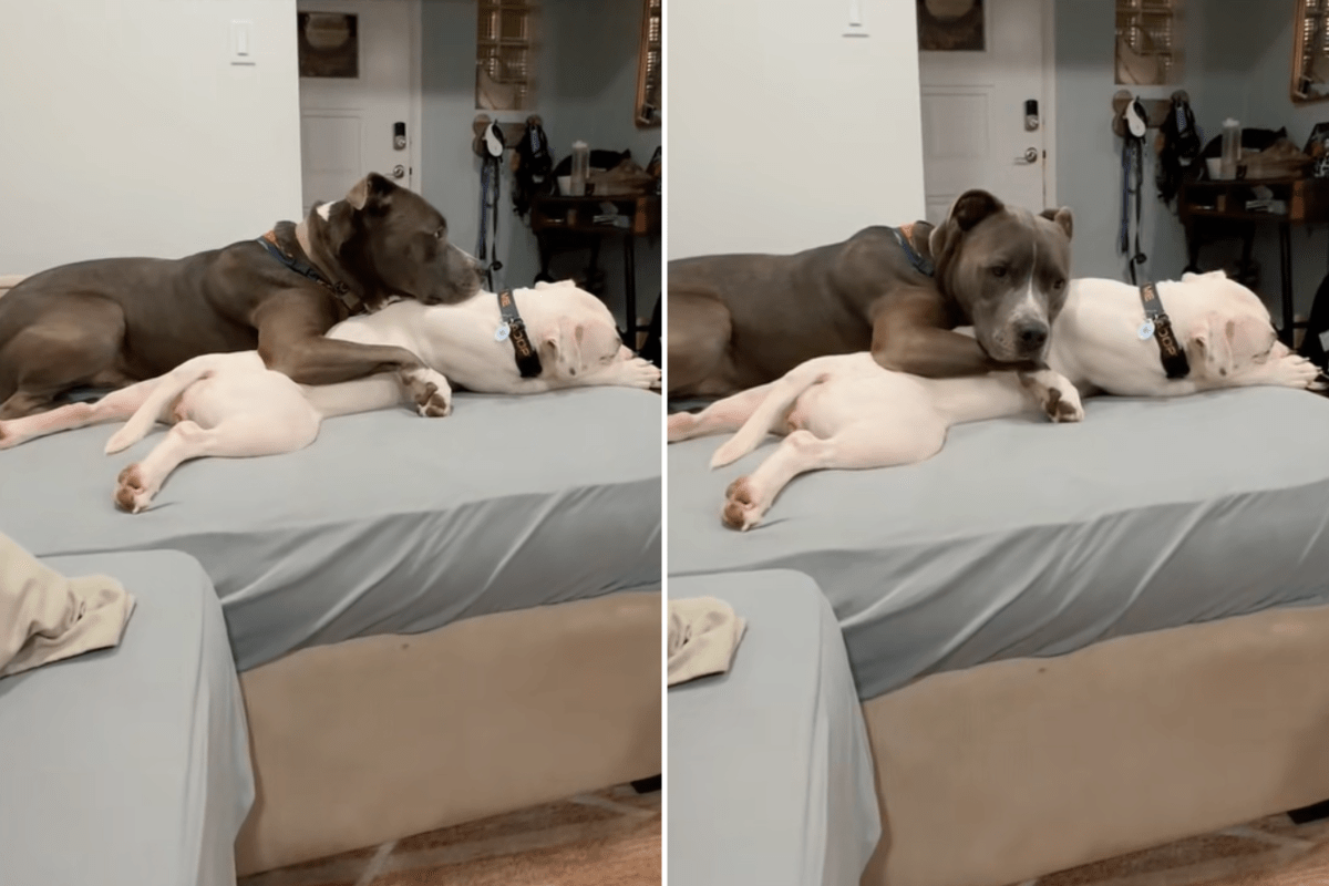Pit Bull Falls in Love With Foster Dog—Internet Has Perfect Solution