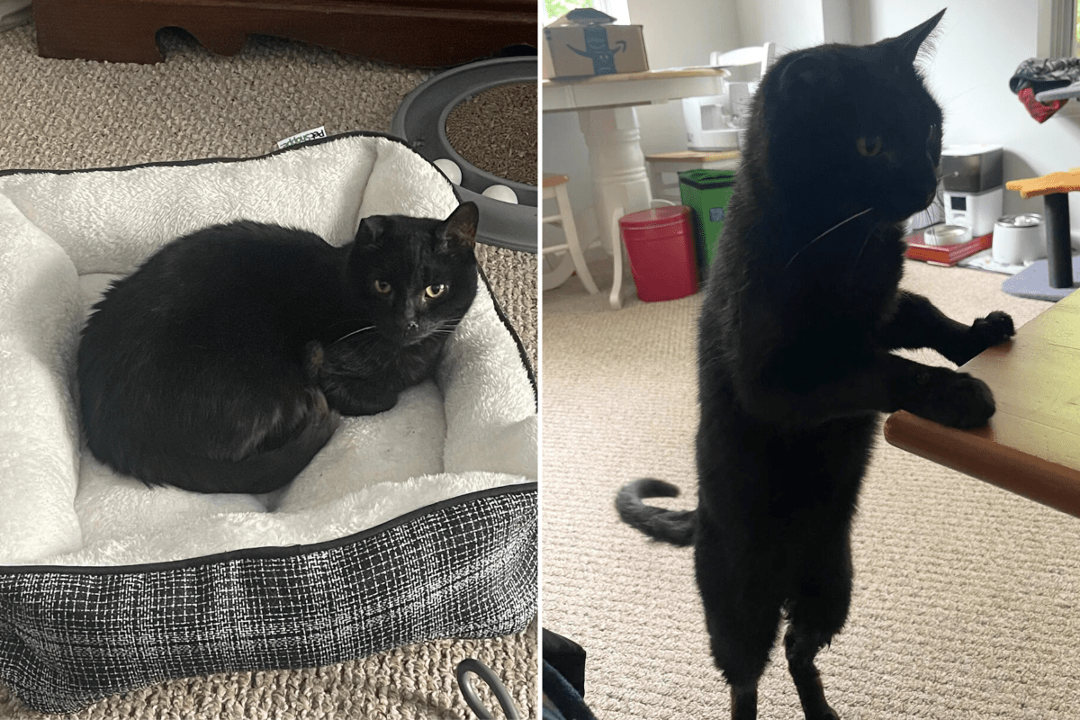 Owner mourns loss of their cat, unprepared for card sent by the vet