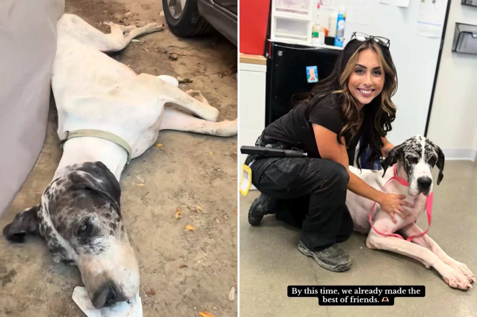 ‘GutWrenching’ Moment Emaciated Great Dane Found Covered in Pepper
