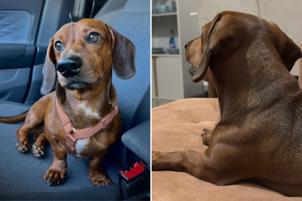 Owner’s Question About Dachshund 'Built Like a Tank' Goes Viral
