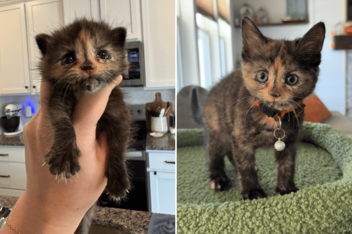 Man Finds 3-Week-Old Kitten on Construction Site, Knows What to Do Next