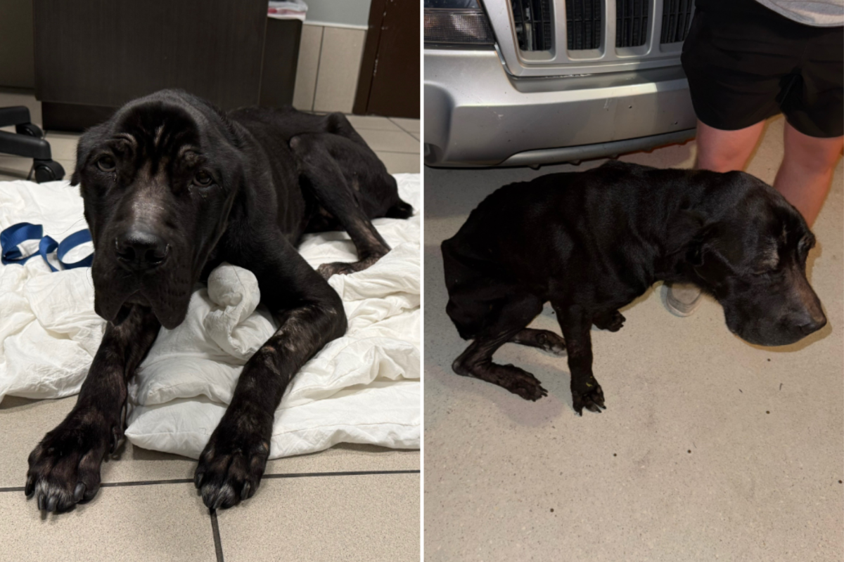 Tears as Emaciated Cane Corso 'Left to Die' Shows Up on Woman's Doorstep