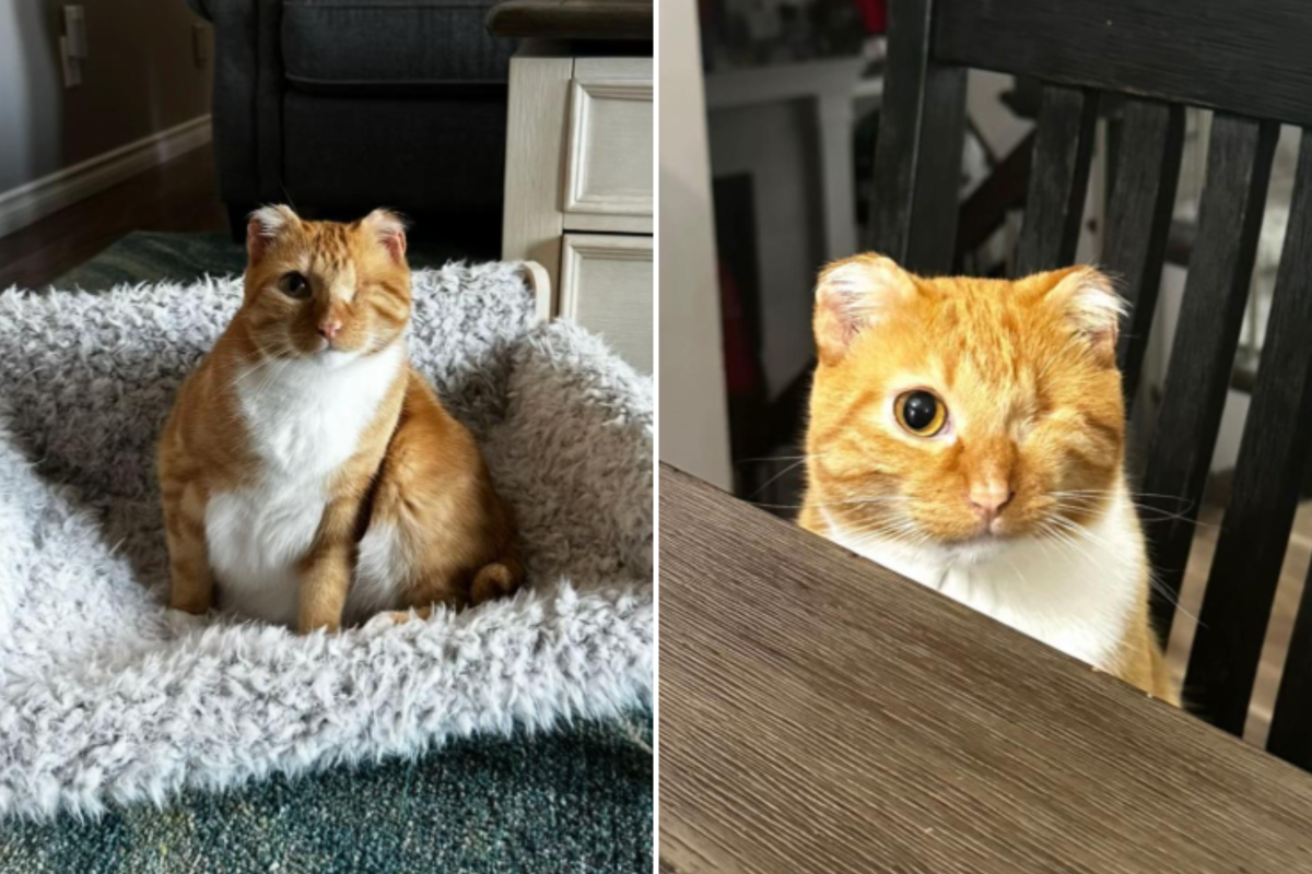 Rescue Cat Loses His Ears and Tail to Frostbite, Then Couple Visit Shelter