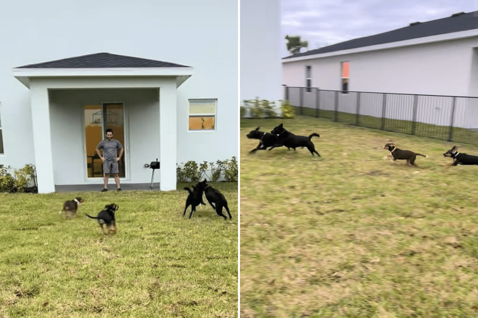 Moment Rescue Dogs Finally Get To Run Around New Yard: &#039;Zoomies Unlocked&#039;