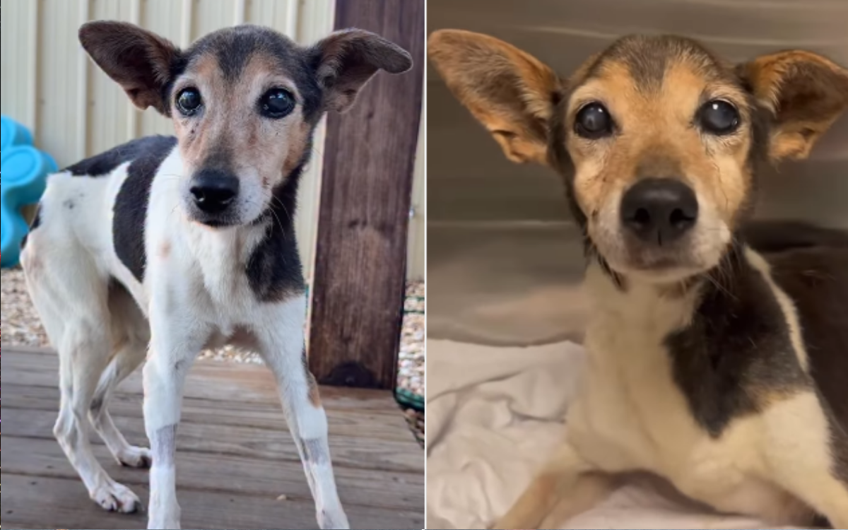 Senior Dog To Be Euthanized To End 'Unnecessary Pain'-Then Her Luck Changed