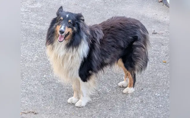 Padre dei cuccioli di Gracie.