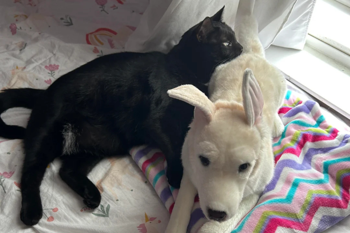 Owner Loses Family Dog, Left in Tears After Making Realization About Cat