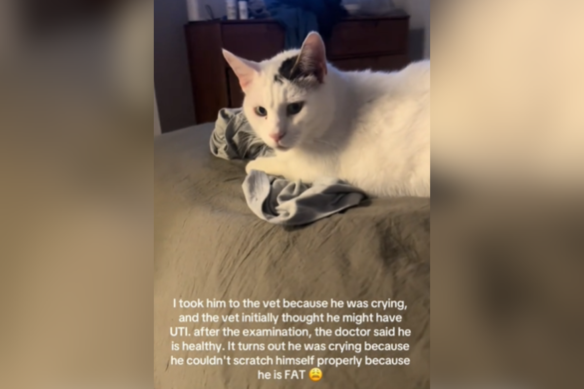 Worried Owner Rushes Crying Cat to the Vet, Not Prepared for Diagnosis