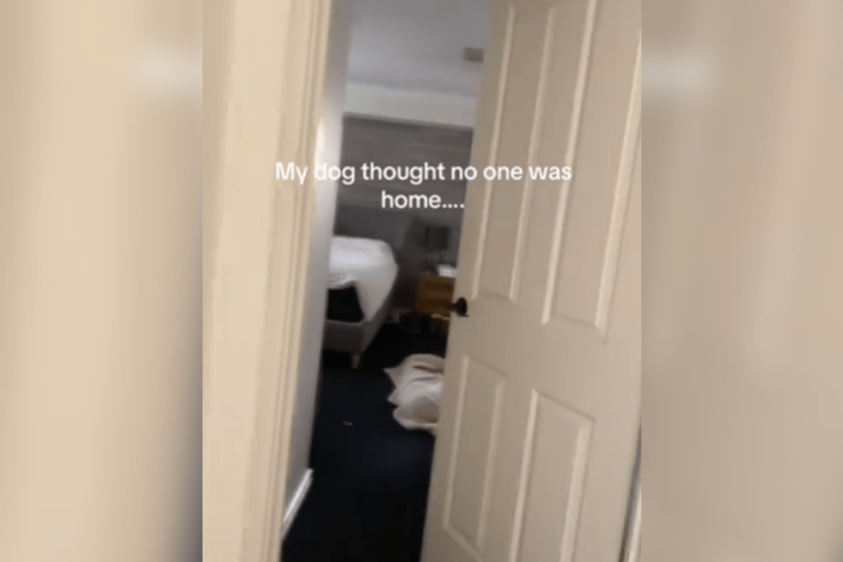 Hysterics Over What Woman Captures Dog Doing When He Thinks He’s Home Alone