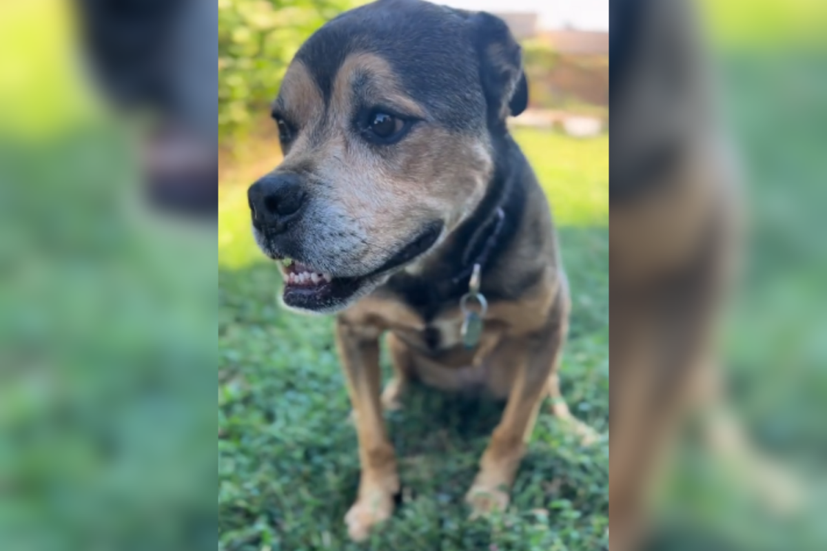 Dog Has Spent 1,826 Days Waiting in Shelter, but She Hasn’t ‘Lost Hope Yet’