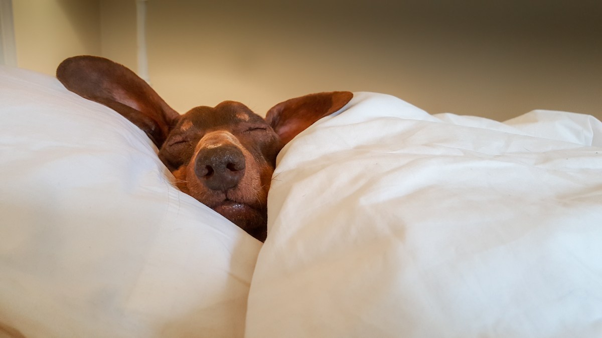 Hysterics at Where Dog Has To Sleep After Crate Training Fail