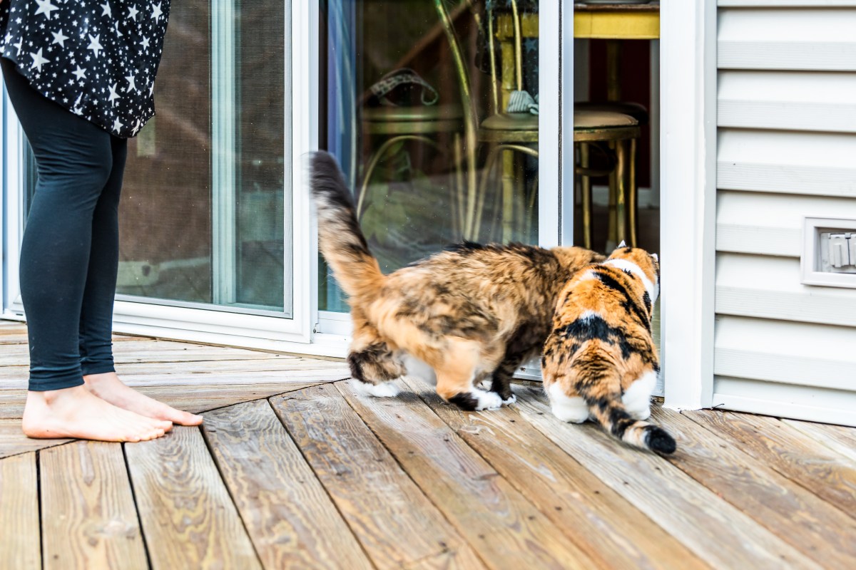 How Cat Siblings Greet Owner Once She's Home From Work Melts Hearts