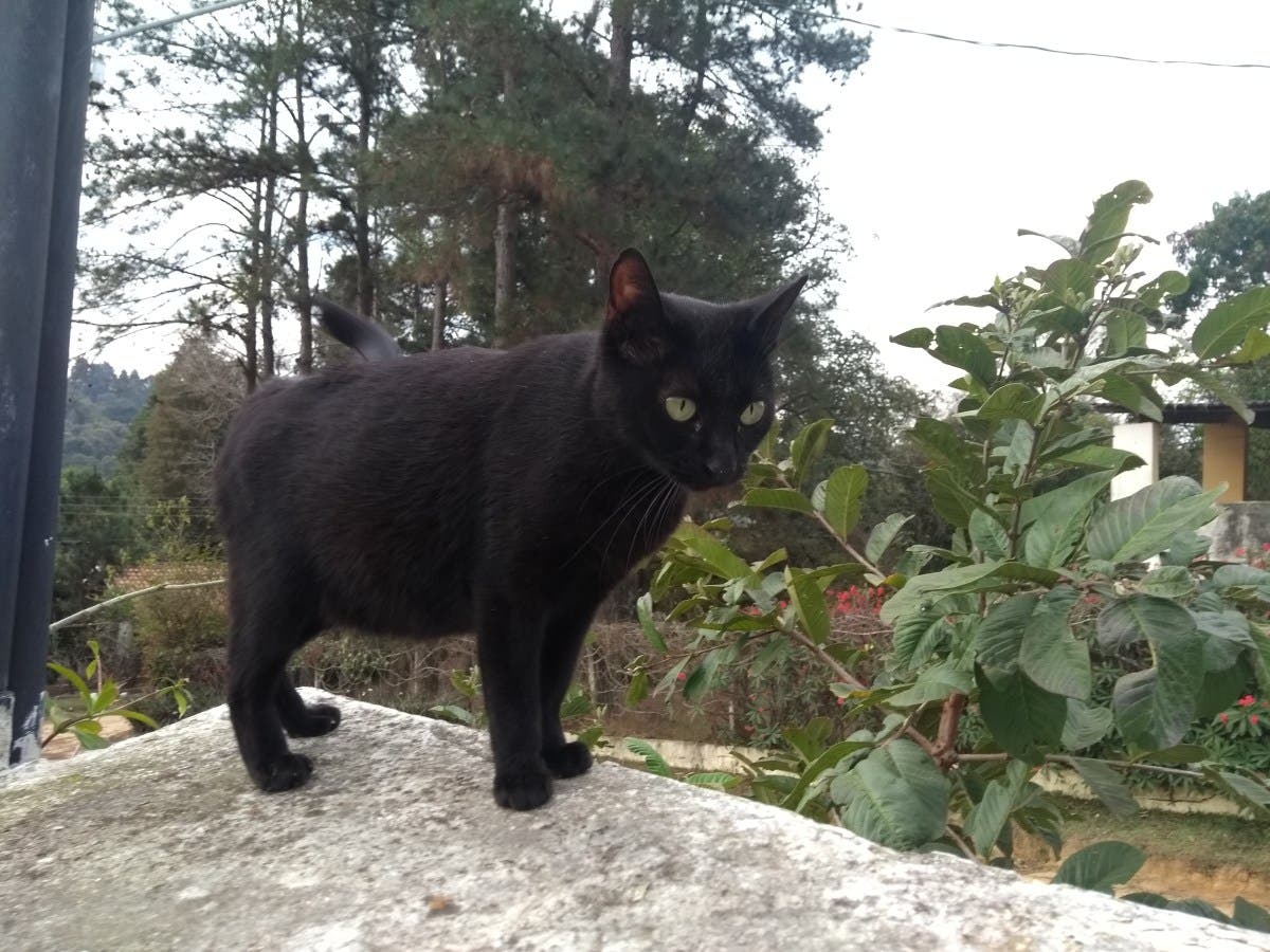 Neighbors Abandon Pregnant Cat—What Follows Leaves Internet in Tears