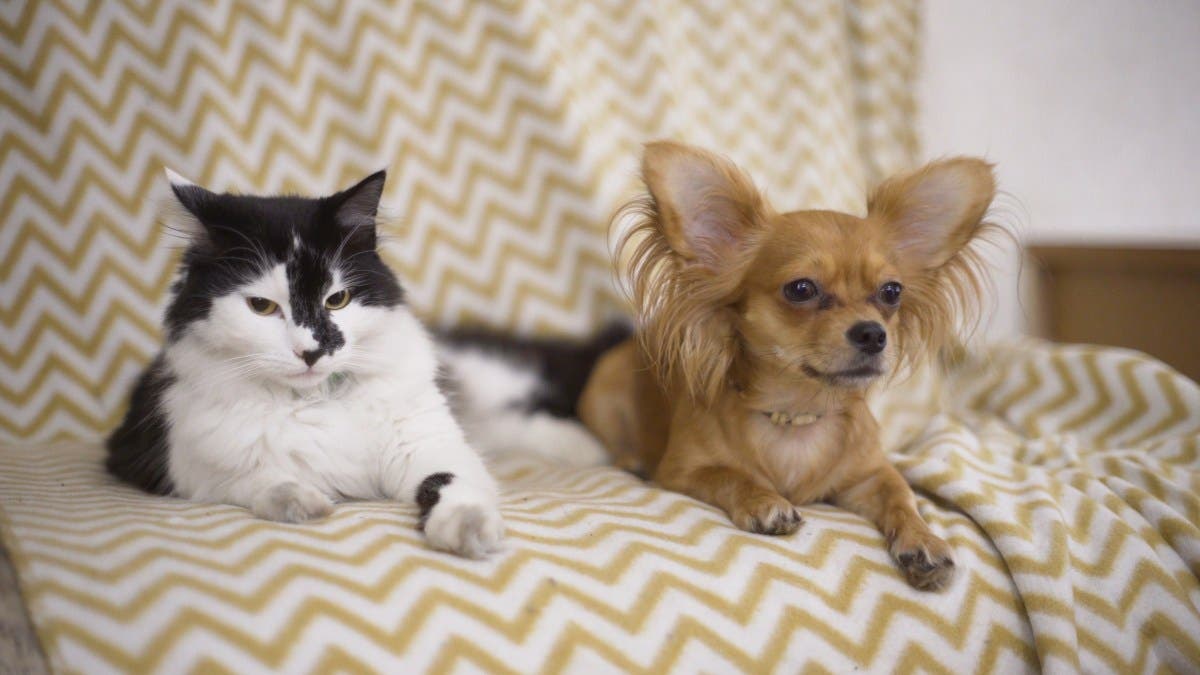 Cat Raised by Chihuahua, Internet Obsessed With Result: ‘Wrong Body’