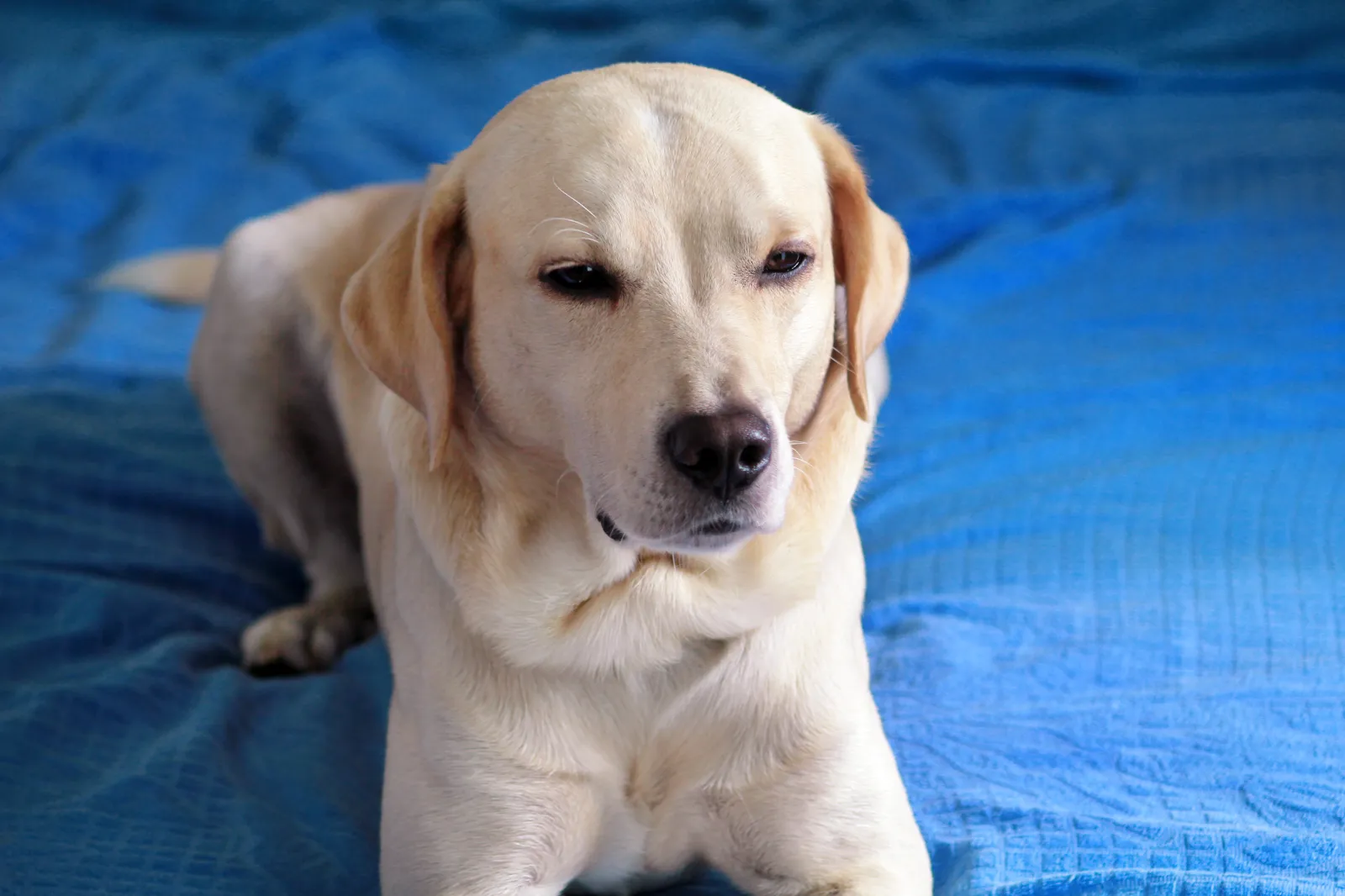 A Labrador's Unimpressed Encounter with Puppies Reflects a Comedic Legacy