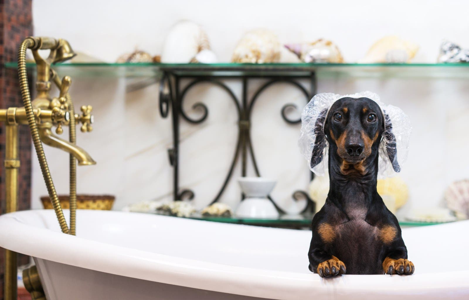 Hysterics at Dachshund’s Reaction to Shower: ‘He’s in a Music Video'