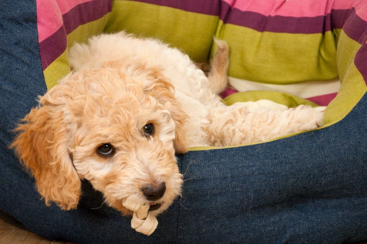 Cockapoo Goes to Daycare for First Time—What Happens at Nap Time Goes Viral