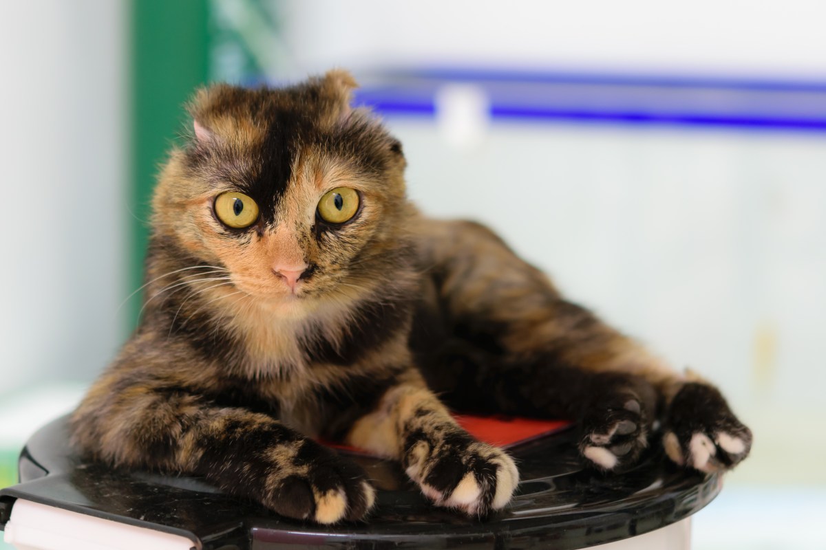 Tears at What Foster Cat Tries To Do After Having Ears Removed Tears at What Foster Cat Tries To Do After Having Ears Removed