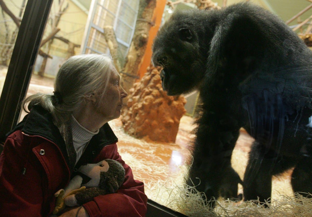 Conservationist Jane Goodall Dead at 91 While on US Speaking Tour Latest Updates Newsweek Conservationist Jane Goodall Dead at 91 While on US Speaking Tour Latest Updates Newsweek