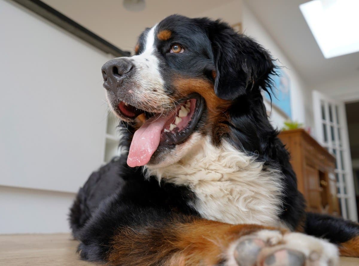 Owner Checks Pet Cam at Work, Can't Cope With What Dog's Caught Doing