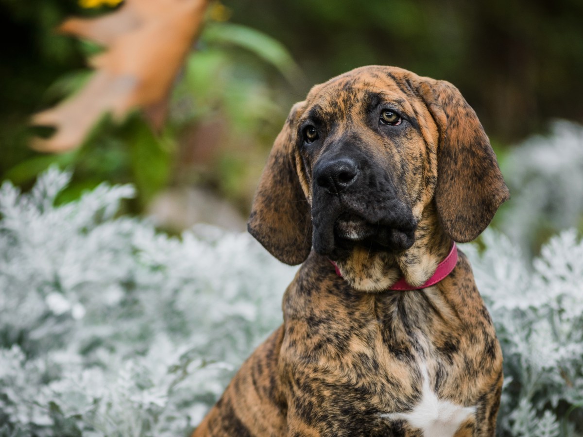 Dog Owner Has 'Shock of a Lifetime' After DNA Test Finally Reveals Truth