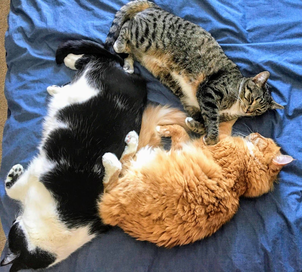 Mom Doesn't Want Any Pets, Internet Obsessed With How She Ended Up With 7