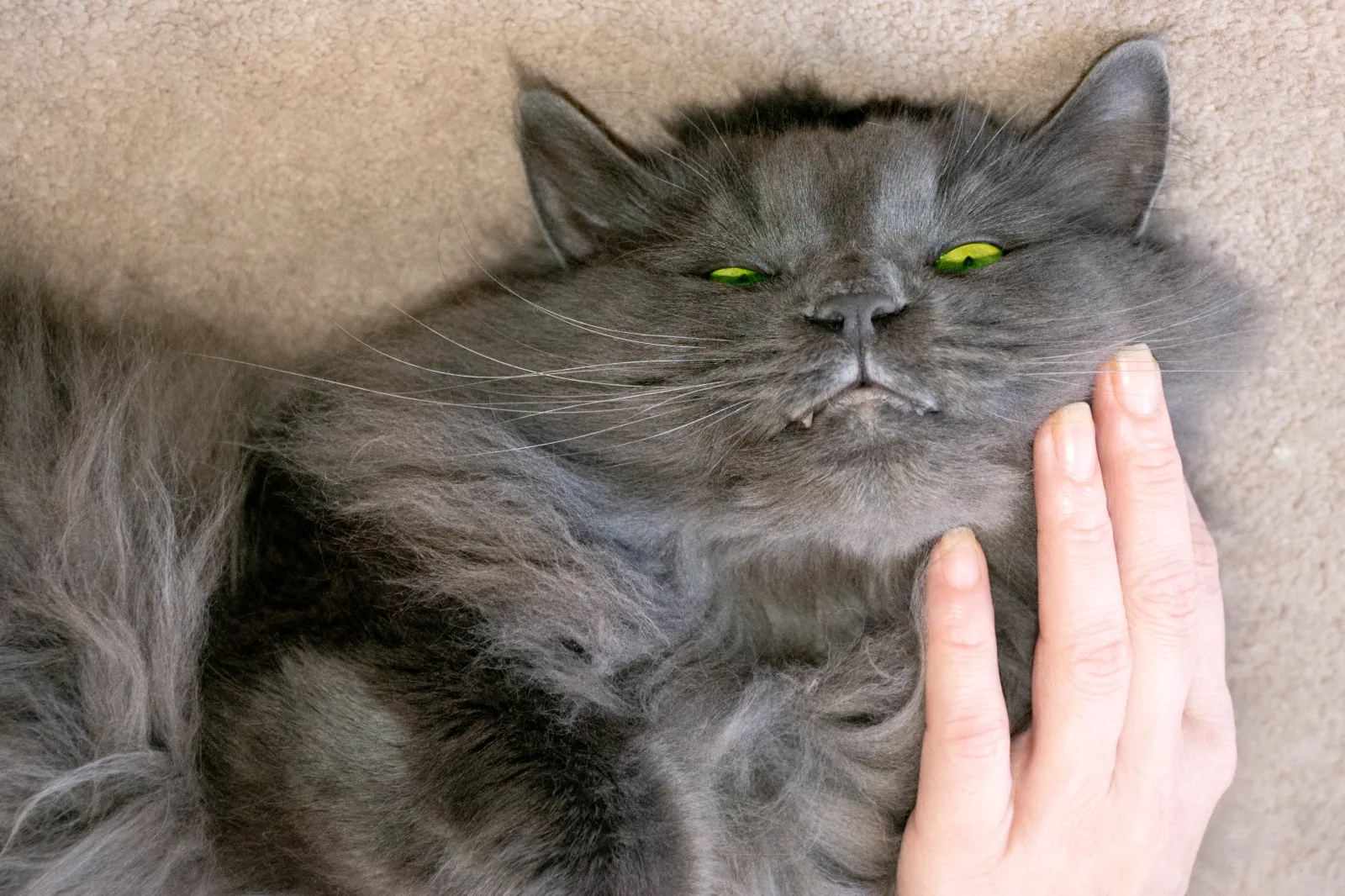 Cat’s Incredible Reaction to Favorite Type of Scratches: ‘Ridiculous’