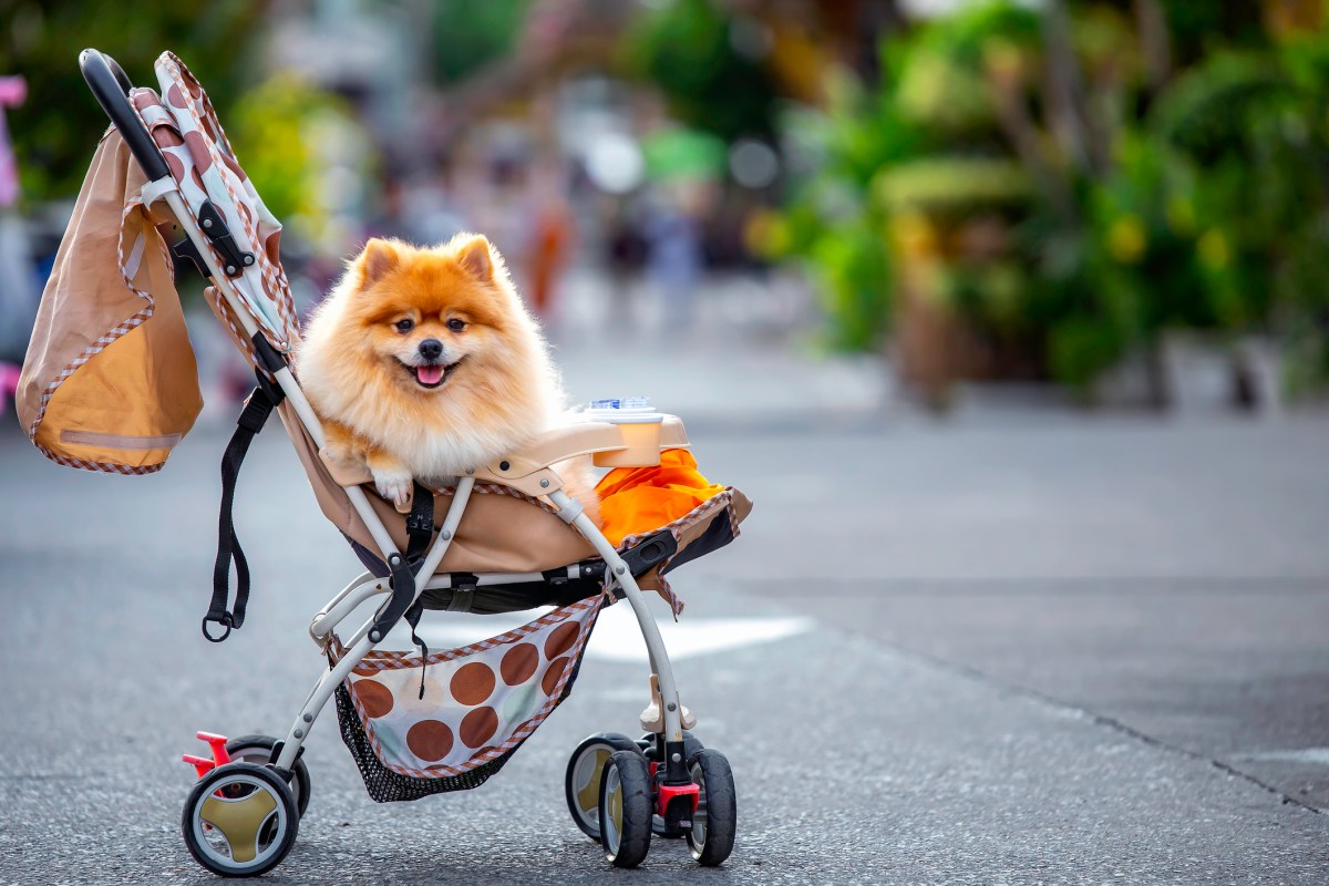 'Fur Baby Culture' Causing Animal Welfare Problems, Vets Warn