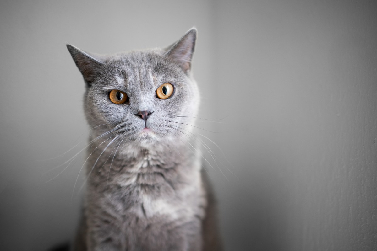 Rescue Cat’s 6-Month Transformation Stuns Internet—‘98% Floof’