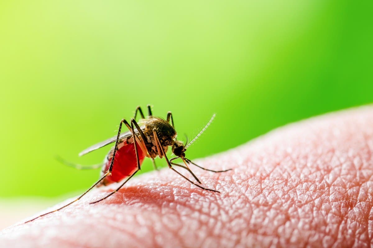CDC Reveals Cause of Malaria’s Return to US After 20 Years