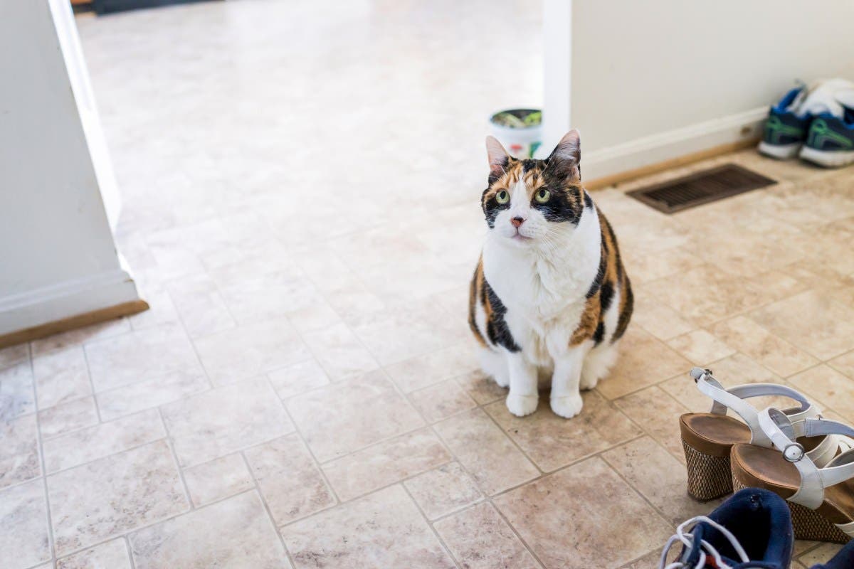 El propietario se muda a una nueva propiedad y se sorprende al ver quién se queda atrás con el “manual” El propietario se muda a una nueva propiedad y se sorprende al ver quién se queda atrás con el “manual”