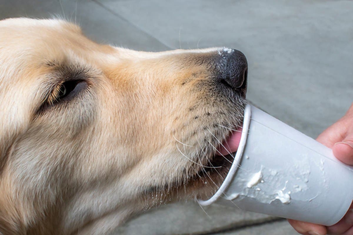 Golden Retriever Treated to 1 Puppuccino, but She Never Forgets
