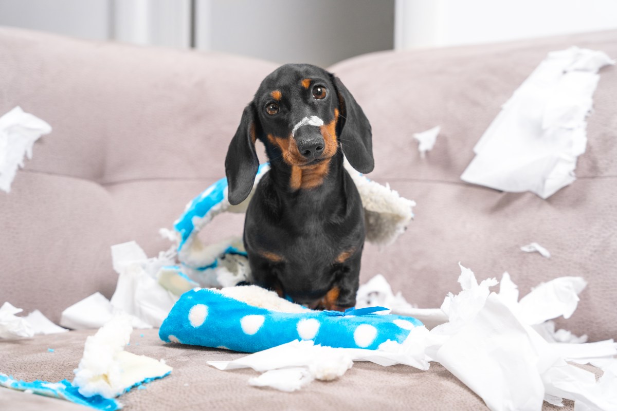3 Dogs Left Alone in Living Room—Owner Films What She Comes Home To