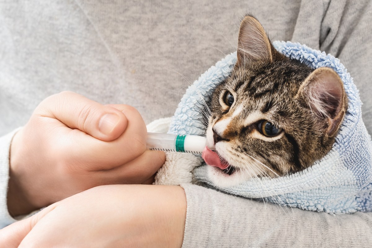Owner Films Cat’s Response to Heart Medicine—Viewers Can’t Get Enough