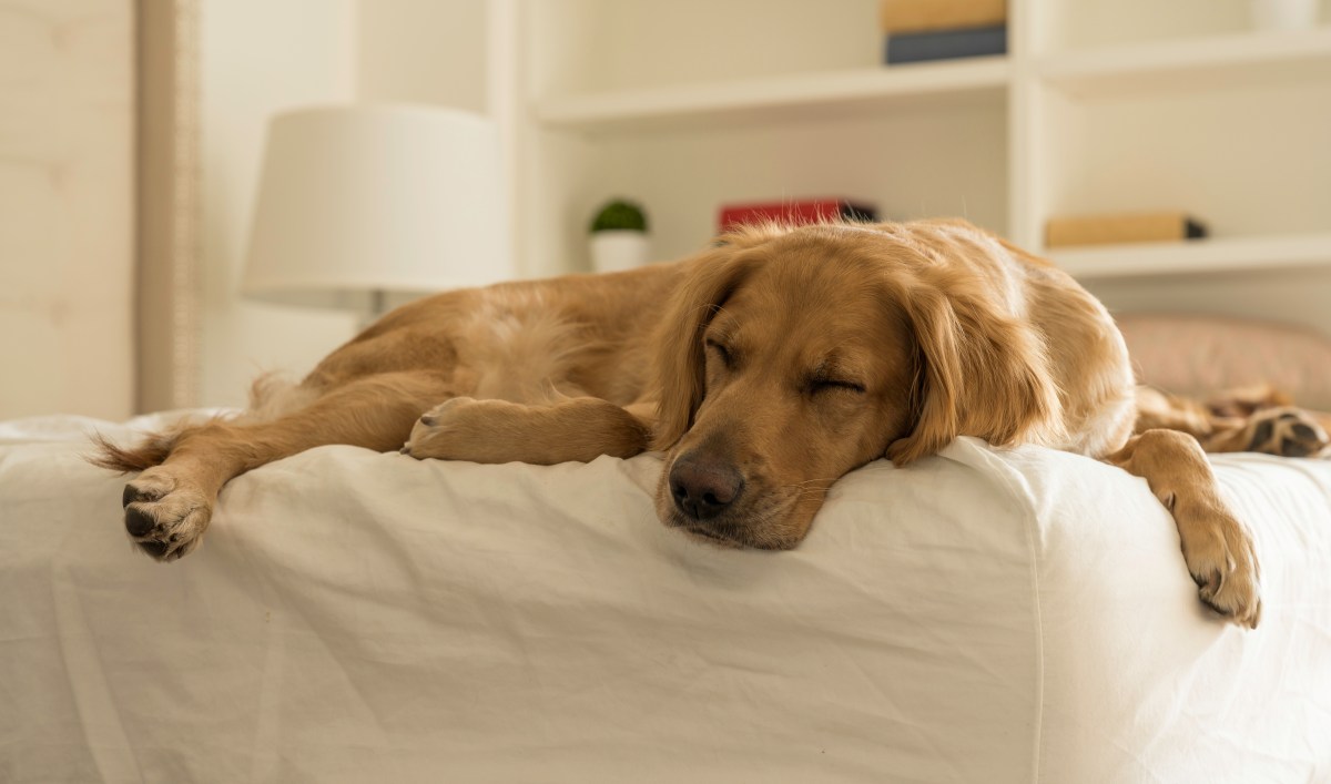Owner Told Sleeping in With Dog Is Hard—Then Films Golden Retriever