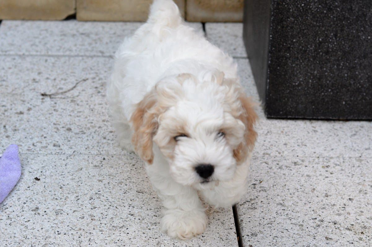 Dog Owner Tidies Away Cavapoo’s Toys, Hysterics Over What Happens Next