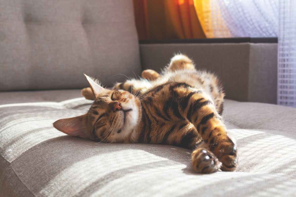 Woman Adopts Cat, but Then She Sees Who It Chooses Instead