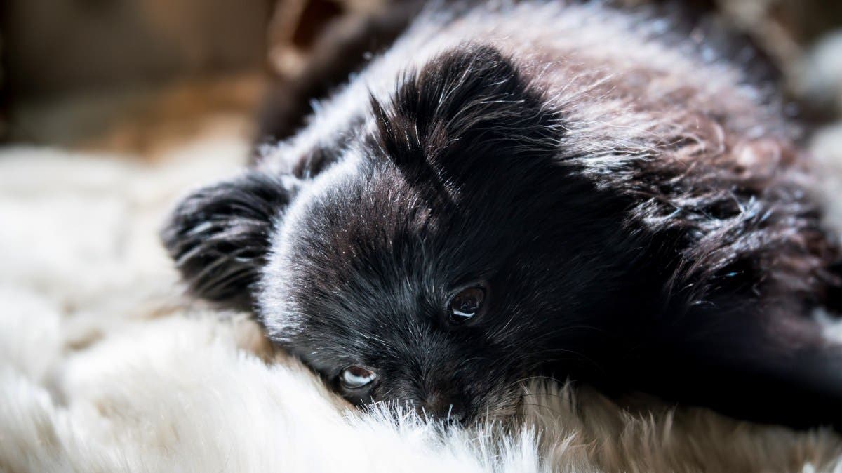 How Dog Owner Spends Their Money Leaves Internet Applauding: ‘Necessary'