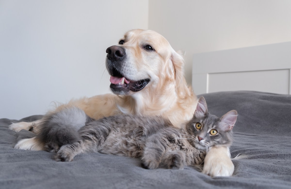 Owner Worried Dog and Cat Wouldn't Get Along—Tears at How They Sleep Now
