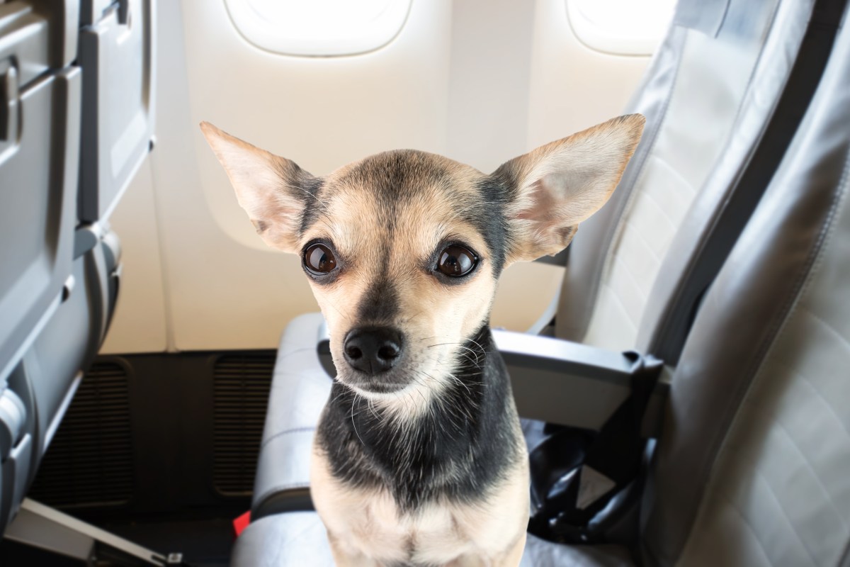 Woman Fears Flying—Passenger’s Dog Senses Anxiety, and Everything Changes