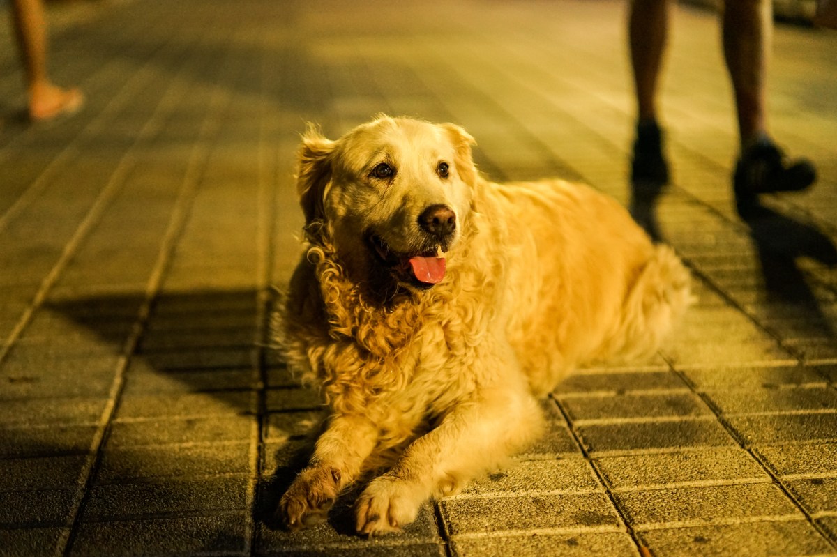 Hysterics As Golden Retriever Who Will Only Go Outside Under One Condition