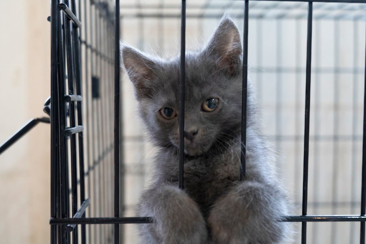 Kitten Gets Adopted: What Owners Decide To Do 2 Weeks Later Goes Viral