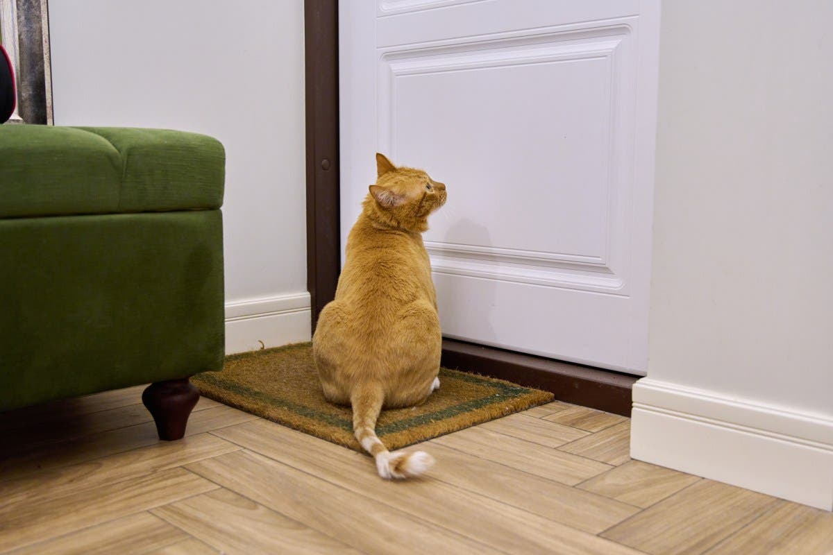 Woman Records Cat After Leaving Home Alone—What She Sees Changes Everything