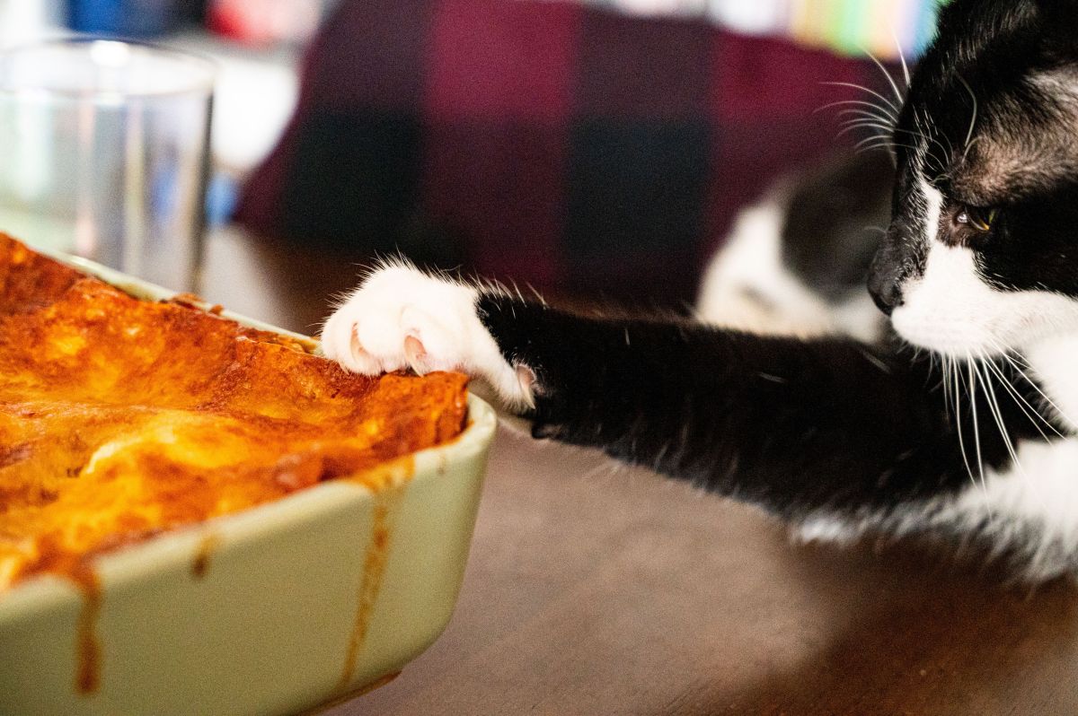 Black-and-White Cat Got in Owner's Pasta Pot—'Now He Is Orange'