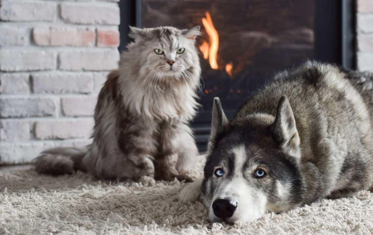 Husky Owner Finds a 'Tiny' Injured Kitten, Unprepared for What's To Come